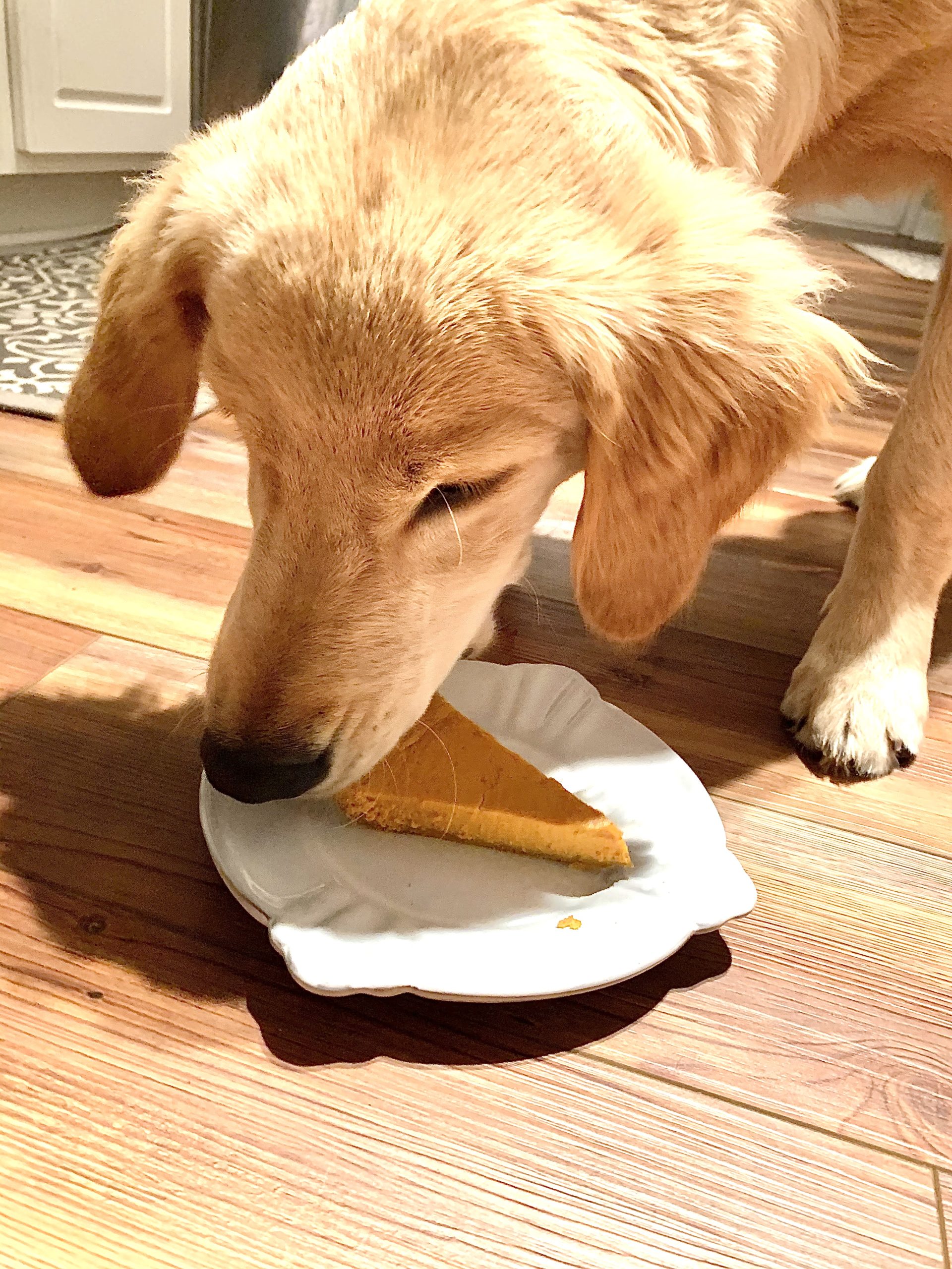 how-to-make-pumpkin-pie-for-dogs-fail-youtube